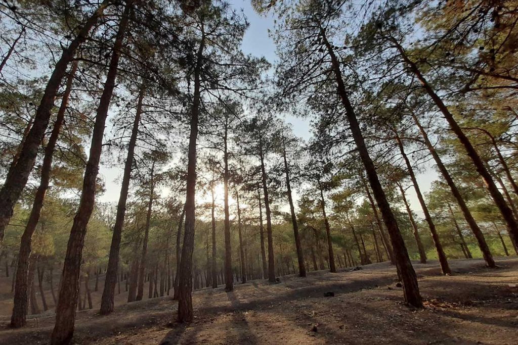 پارک جنگلی چیتگر - دیدنی های کوهک